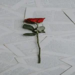 Rose rouge posee sur des pages de livres anciens symbolisant l hommage et la memoire